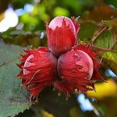 Фундук КРАСНЫЙ ЯНТАРЬ в Химках