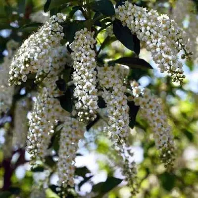 Черемуха виргинская ШУБЕРТ  Черемуха виргинская ШУБЕРТ в Химках