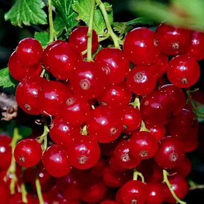 Смородина красная СЕРПАНТИН в Химках