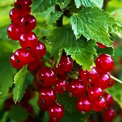 Смородина красная РОЛАН в Химках