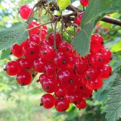 Смородина красная КРАСНАЯ АНДРЕЙЧЕНКО в Химках