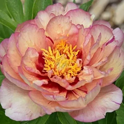 Пион КЭЛЛИС МЕМОРИ ито-гибрид  Пион КЭЛЛИС МЕМОРИ ито-гибрид в Химках