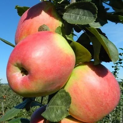 Яблоня БРЯНСКОЕ РОЗОВОЕ в Химках