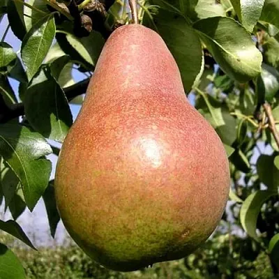 Груша КИРГИЗСКАЯ ЗИМНЯЯ в Химках