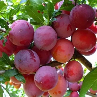 Слива НЕКТАРИННАЯ АРОМАТНАЯ  Слива НЕКТАРИННАЯ АРОМАТНАЯ в Химках