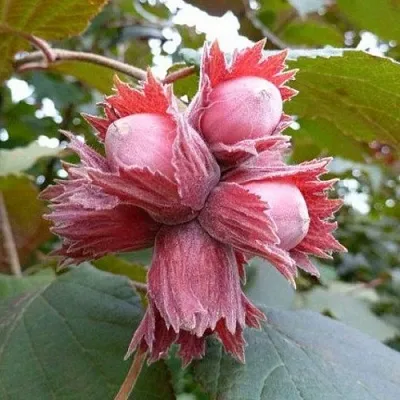 Фундук СКАРЛЕТТ в Химках