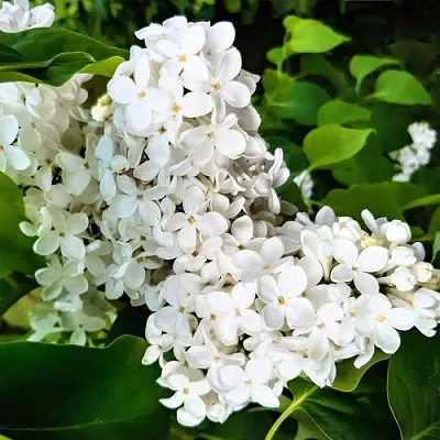 Сирень МАЛЕНЬКИЙ ПРИНЦ в Химках