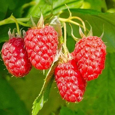 Малина ИЗОБИЛЬНАЯ  Малина ИЗОБИЛЬНАЯ в Химках