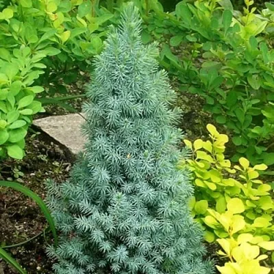 Ель КОНИКА сизая  Ель КОНИКА сизая в Химках