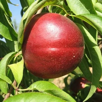 Нектарин ФАНТАЗИЯ  Нектарин ФАНТАЗИЯ в Химках