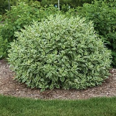 Дерен ЭЛЕГАНТИССИМА белый  Дерен ЭЛЕГАНТИССИМА белый в Химках