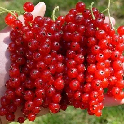 Смородина красная РЕД ПУЛ в Химках