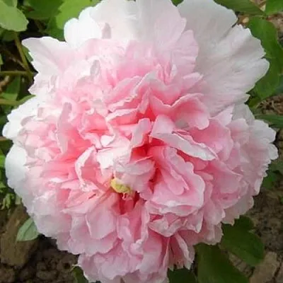 Пион БУКЕТ РОЗОВЫХ ГВОЗДИК древовидный  Пион БУКЕТ РОЗОВЫХ ГВОЗДИК древовидный в Химках