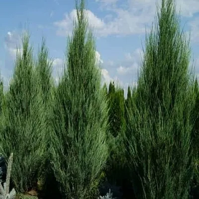 Можжевельник СКАЙРОКЕТ скальный  Можжевельник СКАЙРОКЕТ скальный в Химках