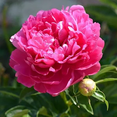 Пион БУШЕЛА травянистый  Пион БУШЕЛА травянистый в Химках