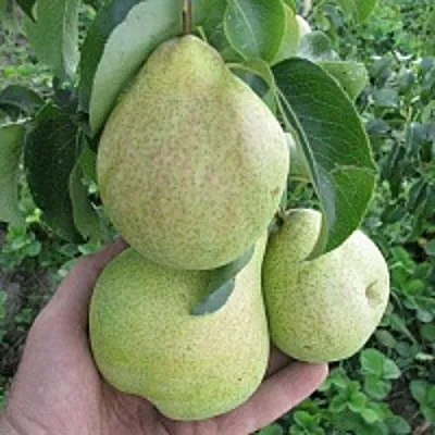 Груша КУДЕСНИЦА в Химках