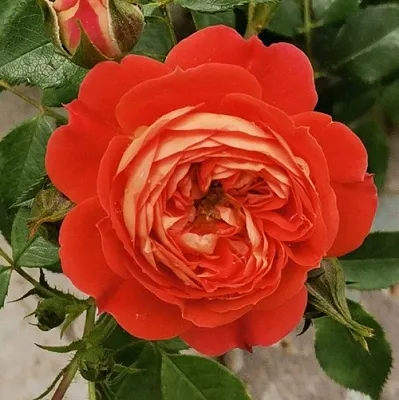 Саженцы роз СТАРЛЕТ РОУЗ КАРМЕН плетистая  Саженцы роз СТАРЛЕТ РОУЗ КАРМЕН плетистая в Химках