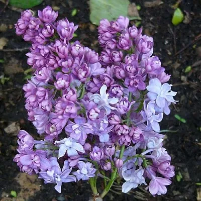 Сирень НАДЕЖДА  Сирень НАДЕЖДА в Химках