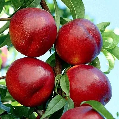 Нектарин БИГ-ТОП Нектарин БИГ-ТОП