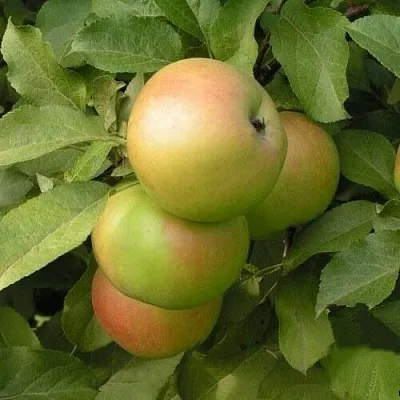 Яблоня ВЕРБНОЕ в Химках