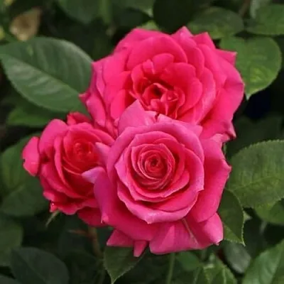 Саженцы роз ЛАВ ЛЕТТЕР флорибунда  Саженцы роз ЛАВ ЛЕТТЕР флорибунда в Химках