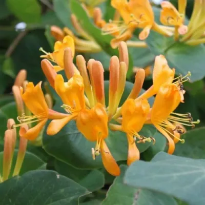 Жимолость ТЕЛЬМАНА в Химках