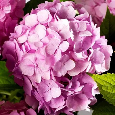 Гортензия БУКЕТ РОУЗ крупнолистная  Гортензия БУКЕТ РОУЗ крупнолистная в Химках