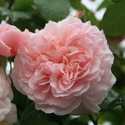 Саженцы роз РОЗ ДЕ ТОЛБИАК плетистая  Саженцы роз РОЗ ДЕ ТОЛБИАК плетистая в Химках