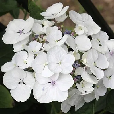 Гортензия ЛИБЕЛЛЕ крупнолистная  Гортензия ЛИБЕЛЛЕ крупнолистная в Химках