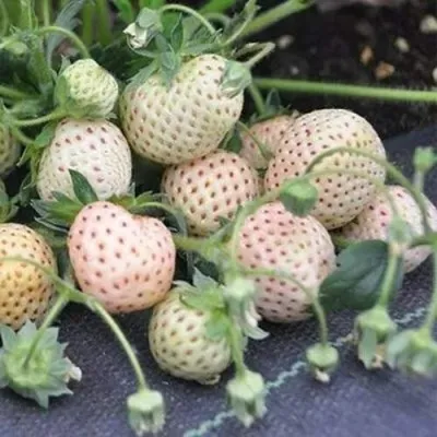 Клубника АНАНАСА ремонтантная в Химках