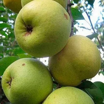 Груша РОГНЕДА в Химках