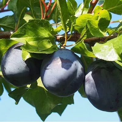 Слива ВОЛАТ  Слива ВОЛАТ в Химках