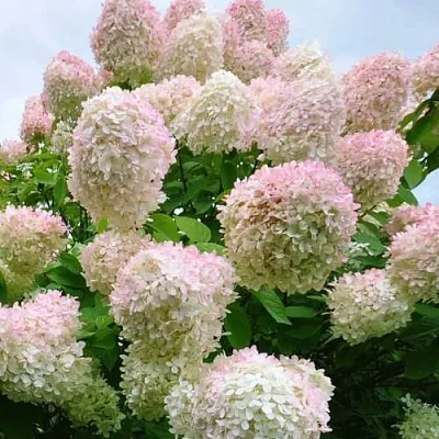 Гортензия ГРАНДИФЛОРА метельчатая  Гортензия ГРАНДИФЛОРА метельчатая в Химках