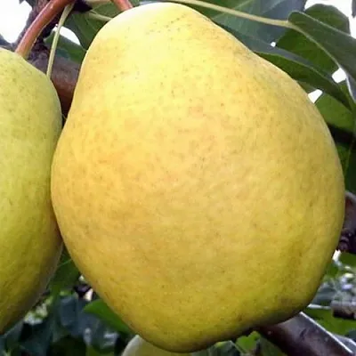 Груша ОСЕННИЙ ВЕЛИКАН в Химках