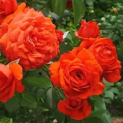 Саженцы роз МАЙНТАУЭР плетистая  Саженцы роз МАЙНТАУЭР плетистая в Химках