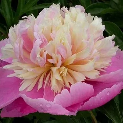 Пион ВЕСЕННЯЯ ПАЛИТРА травянистый  Пион ВЕСЕННЯЯ ПАЛИТРА травянистый в Химках