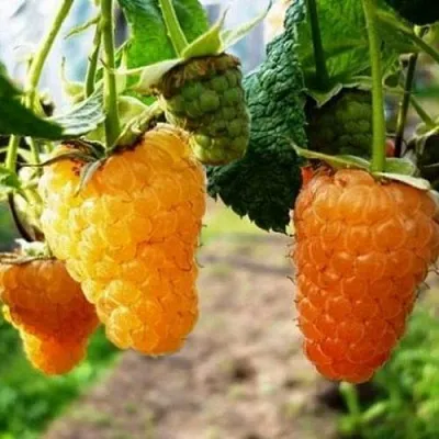 Малина ОРАНЖЕВОЕ ЧУДО  Малина ОРАНЖЕВОЕ ЧУДО в Химках