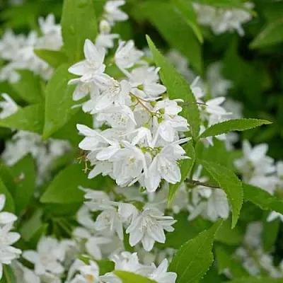 Дейция шершавая в Химках