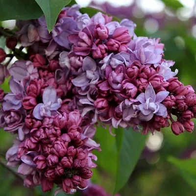 Сирень П.П.КОНЧАЛОВСКИЙ в Химках