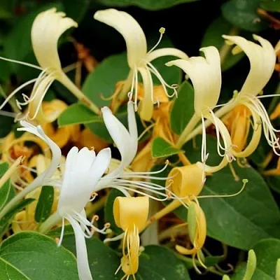 Жимолость ХАЛЛИАНА японская (Хелиана)  Жимолость ХАЛЛИАНА японская (Хелиана) в Химках