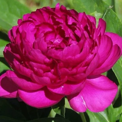 Пион БАРХАТ НОЧИ травянистый  Пион БАРХАТ НОЧИ травянистый в Химках