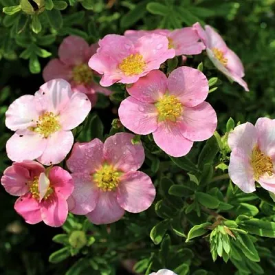 Лапчатка ЛАВЛИ ПИНК кустарниковая в Химках