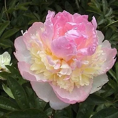 Пион РАСБЕРРИ САНДЕЙ травянистый  Пион РАСБЕРРИ САНДЕЙ травянистый в Химках