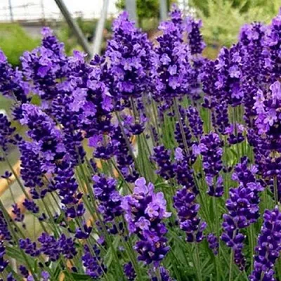 Лаванда ХИДКОТ БЛЮ узколистная  Лаванда ХИДКОТ БЛЮ узколистная в Химках