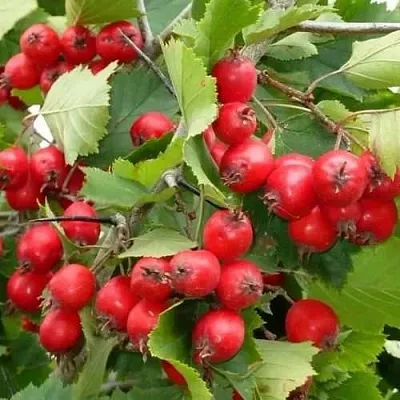 Боярышник СВАЯК в Химках