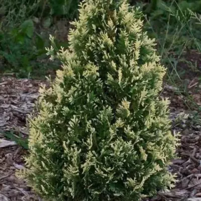 Туя БРАБАНТ ВАРИЕГАТТА западная — описание сорта Туя БРАБАНТ ВАРИЕГАТТА западная в Химках