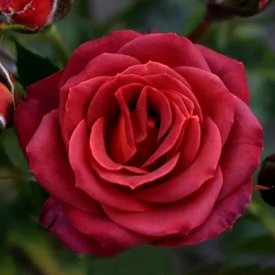 Саженцы роз ЧОКОЧИНО спрей  Саженцы роз ЧОКОЧИНО спрей в Химках