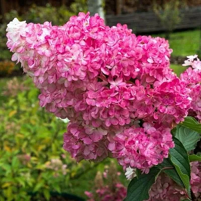 Гортензия МЕГА МИНДИ метельчатая  Гортензия МЕГА МИНДИ метельчатая в Химках