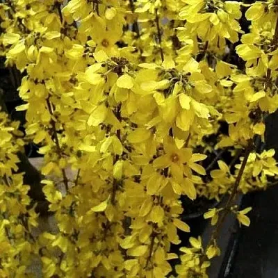 Форзиция ГОЛДРАУШ  Форзиция ГОЛДРАУШ в Химках