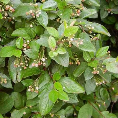 Кизильник блестящий — описание сорта Кизильник блестящий в Химках